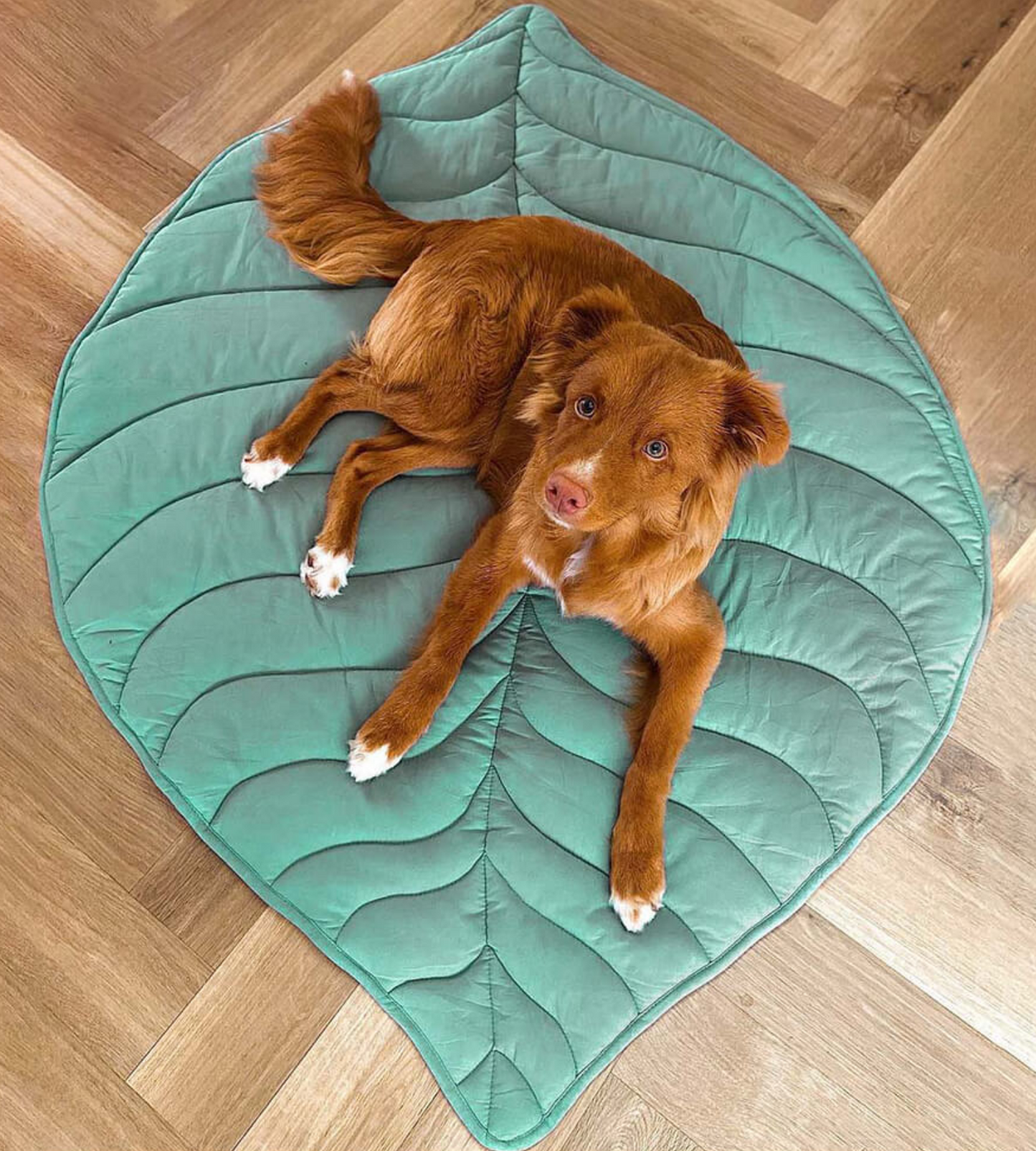 Leaf shape dog blanker